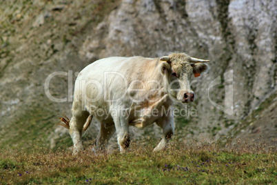 White cow