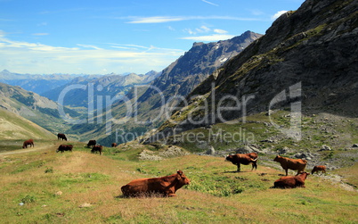 Cows at the Galibier pass, France