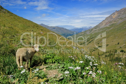 Sheep at the Galibier pass, France