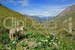 Sheep at the Galibier pass, France