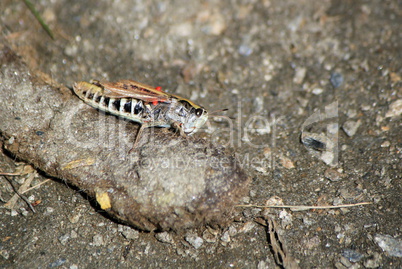 Grasshopper on the ground