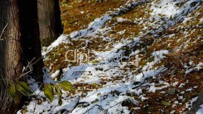 Green leaves relying trunk in snow,Forest winter.