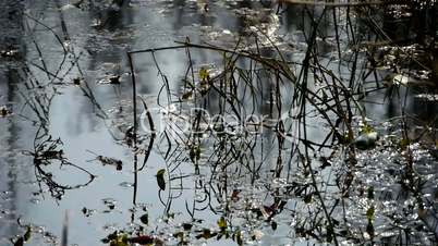 Forest and branches reflection in swamps wetlands water,Sparkling ripple,snow.