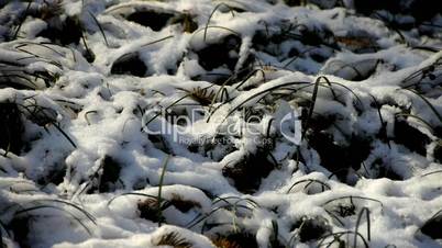 Snow covered grass,swaying in wind.