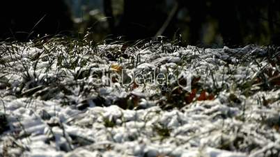 Snow covered grass,swaying in wind,Woods tree and jungle.