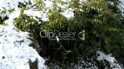 Snow covered Bamboo,swaying in wind.