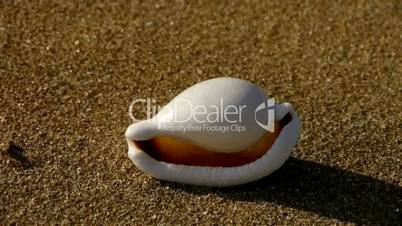 white conch on sandy beach,wind blow sand