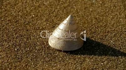 cone-shell on sandy beach,wind blow sand