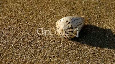 conch on sandy beach,wind blow sand
