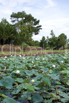 Lotuses sand trees