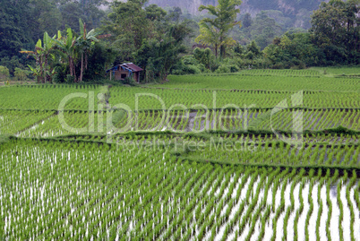 Green rice and house