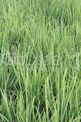 Green rice field