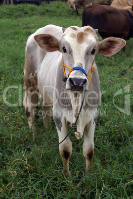 Cow and grass