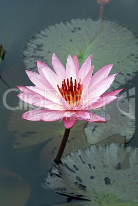 Pink lotus