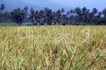 Rice field and palm trees