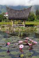 Lotuses and house