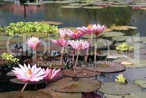 Pink lotuses