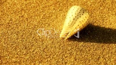 conch on golden sandy beach,wind blow sand