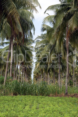 Trees and field