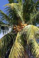 Yellow coconuts