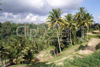 Terraced rice fields