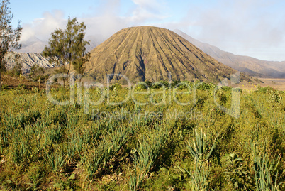 Green onion and vulcano