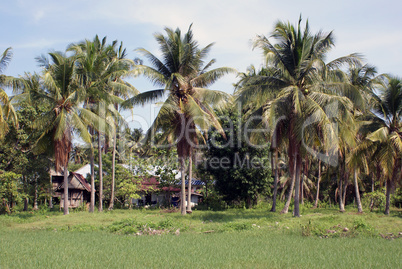 Palm trees