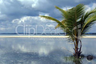 Palm tree and water