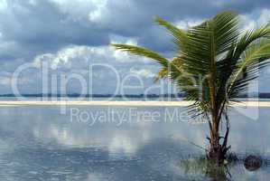 Palm tree and water