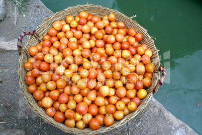 Basket with tomato