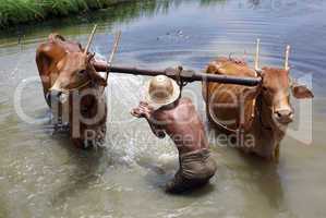 Man and cattle