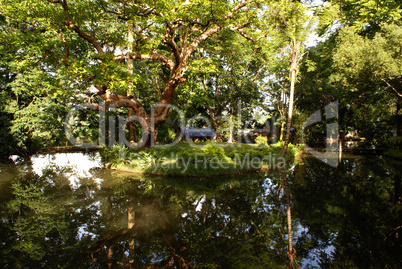 Trees on the pond