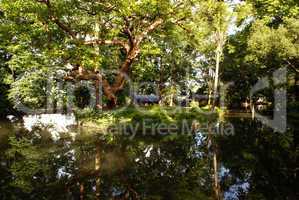 Trees on the pond