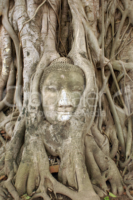 Buddha and roots
