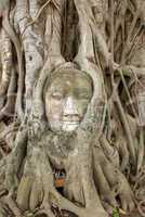 Buddha and roots