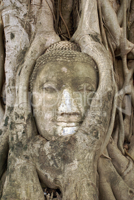 Buddha and bodhi tree