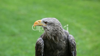 Adler Portrait - Eagle portrait