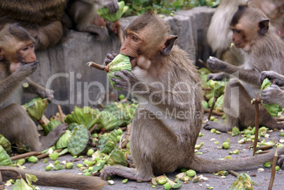 Monkeys eating