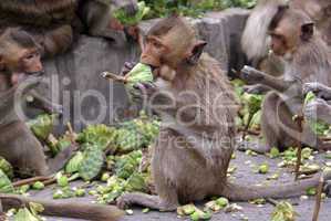 Monkeys eating