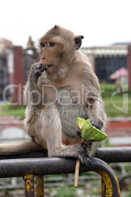Eating monkey