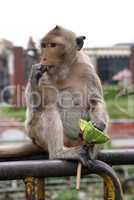 Eating monkey