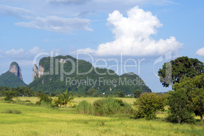 Green grass and hill