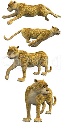 Cartoon Leopards