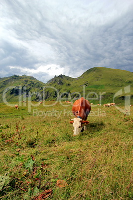 Cows in the mountain