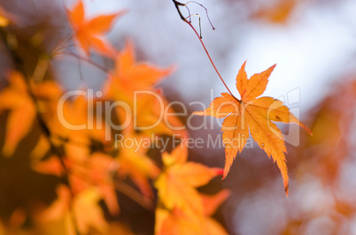 Japanese maple in autumn