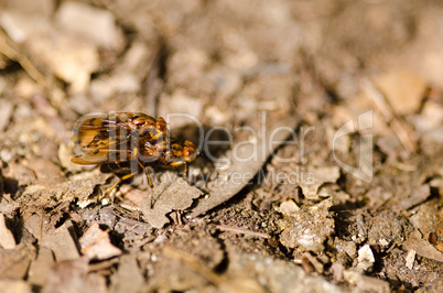 Two flies mating