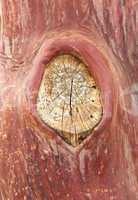 Texture pattern of peeling bark on tree
