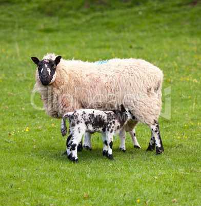 Pair of black welsh lambs in meadow