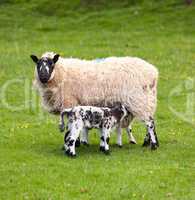 Pair of black welsh lambs in meadow