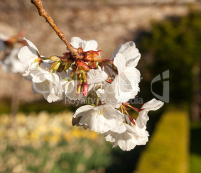 Cherry blossom flowers with garden in background
